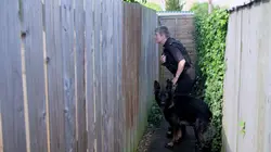 Au cœur des brigades canines  Gros nounours