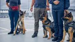 Sur Discovery Channel à 21h00 : Au cœur des brigades canines