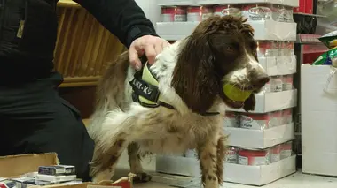 Au cœur des brigades canines Lien indéfectible