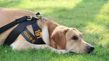 Au cœur des brigades canines Plus forts ensemble