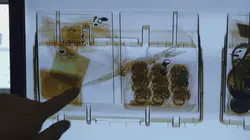 Sur Discovery Channel à 23h00 : Au cœur des douanes : destination Europe