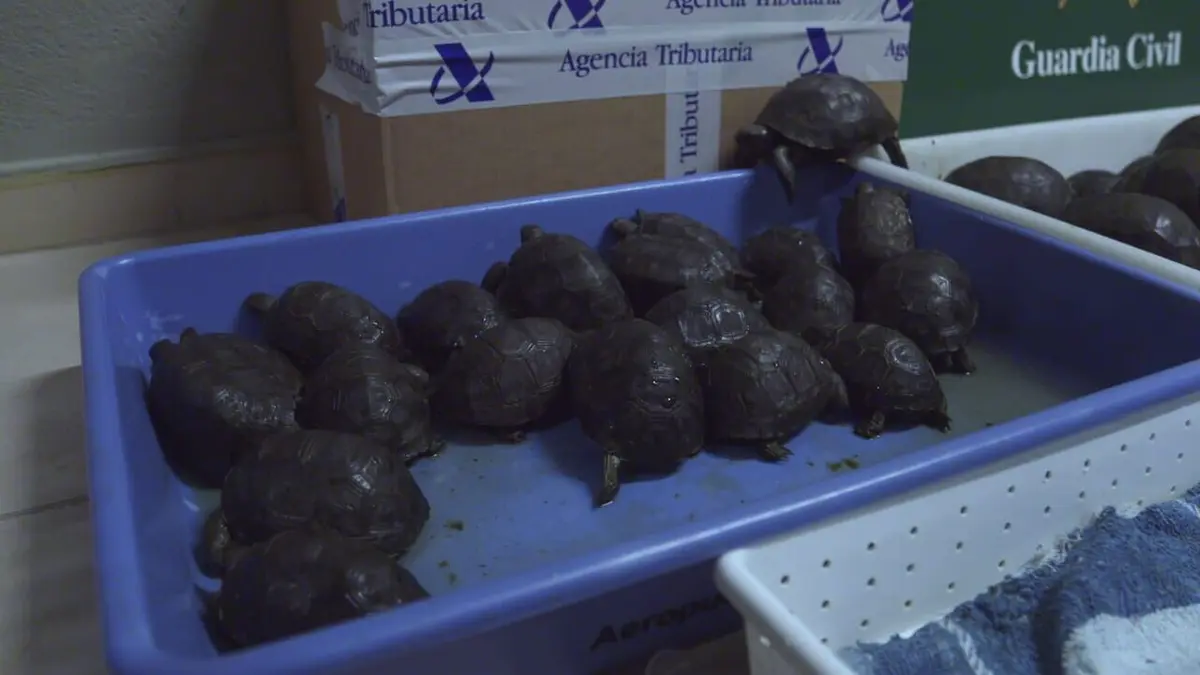 Au cœur des douanes : destination Europe Shell Shocked