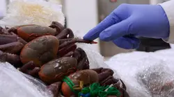 Au coeur des douanes : Espagne