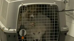 Sur Discovery Channel à 21h00 : Au cœur des douanes : Suède