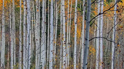 Au coeur des forêts