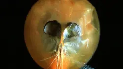 Au coeur des océans