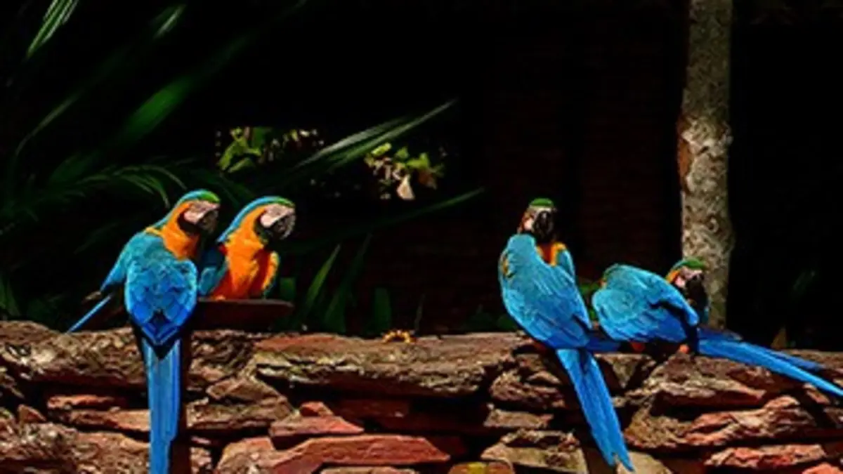 Au coeur des parcs nationaux Parc national de Chapada dos Veadeiros (Brésil)