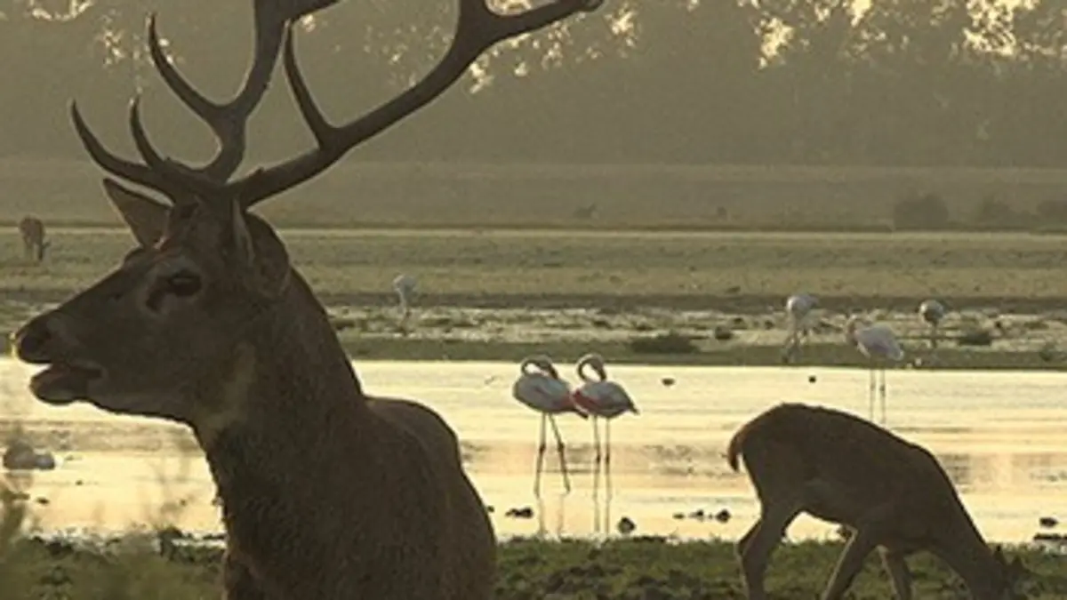 Au coeur des parcs nationaux Parc national de Donana (Espagne)