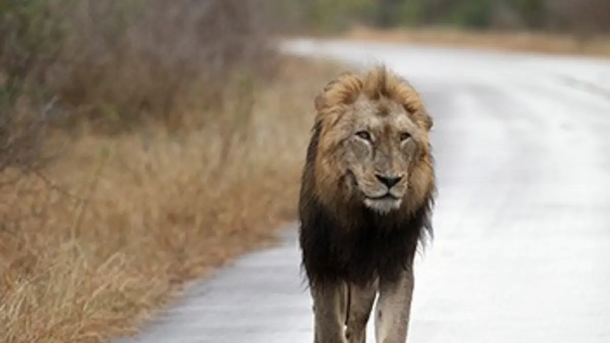 Au coeur des parcs nationaux Parc national de Kruger (Afrique du Sud)