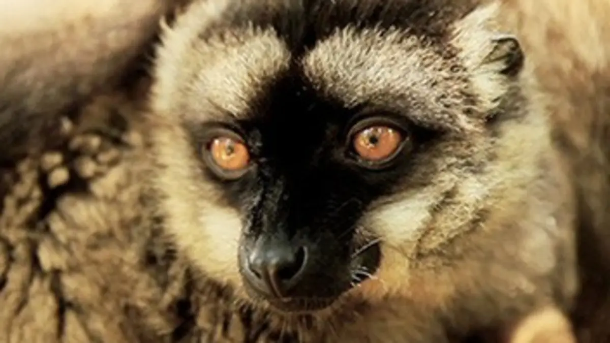 Au coeur des parcs nationaux Parc national d'Andasibe (Madagascar)