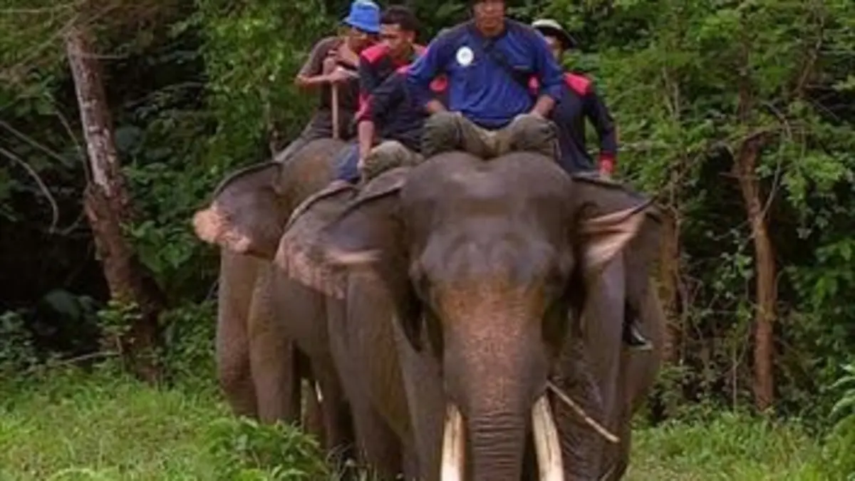 Au coeur des parcs nationaux Parc national de Gunung Leuser (Indonésie)