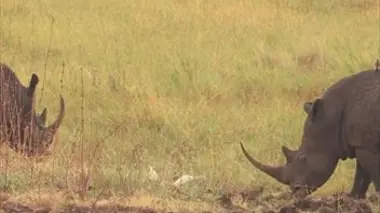 Parc national de Meru (Kenya)