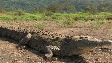 Parc national de Manuel Antonio (Costa Rica)