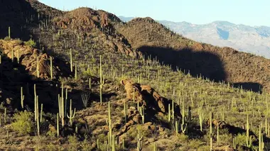 Saguaro