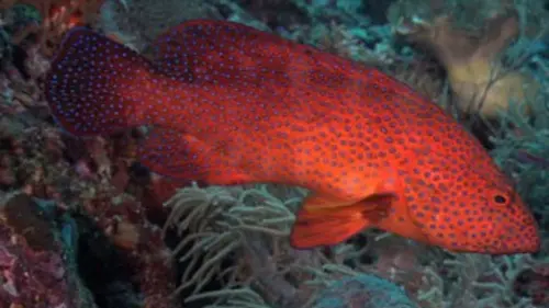 Au coeur du corail