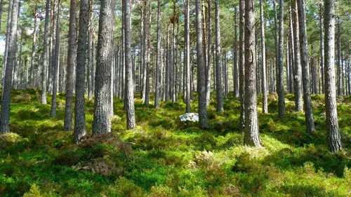 Au coeur du crime replay