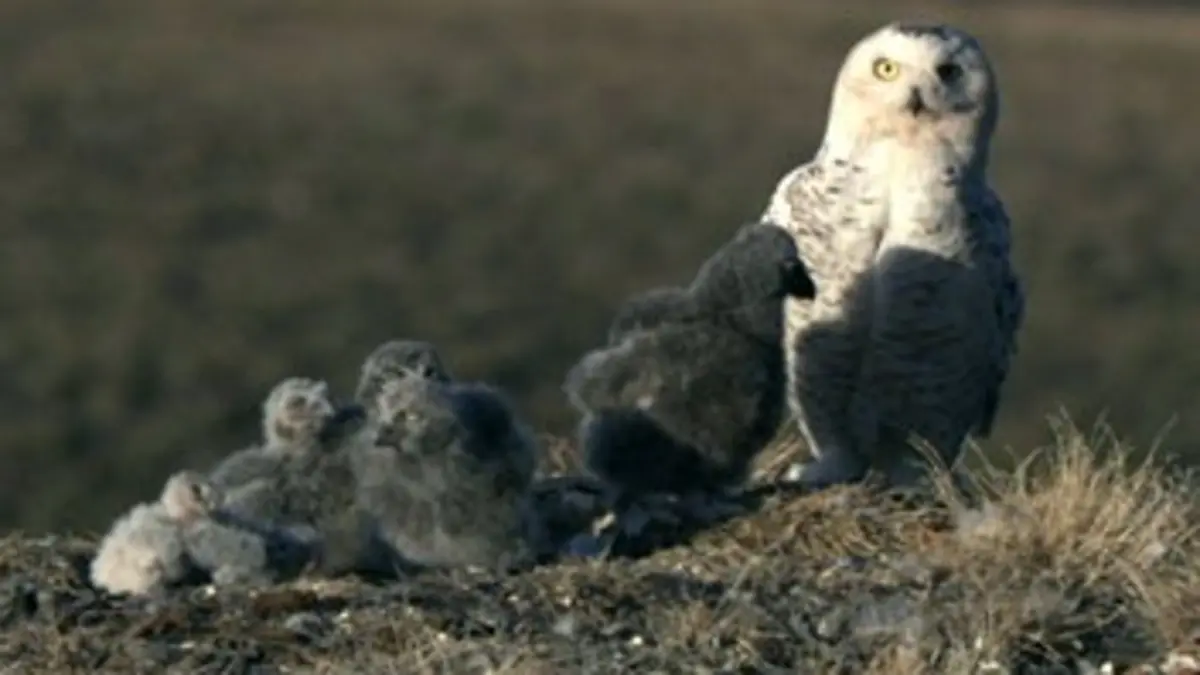 Au coeur du monde arctique E01 L'Islande