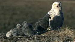 Visuel de Au coeur du monde arctique