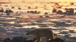 Visuel de Au coeur du monde arctique