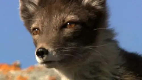 Au coeur du monde arctique E03 La toundra