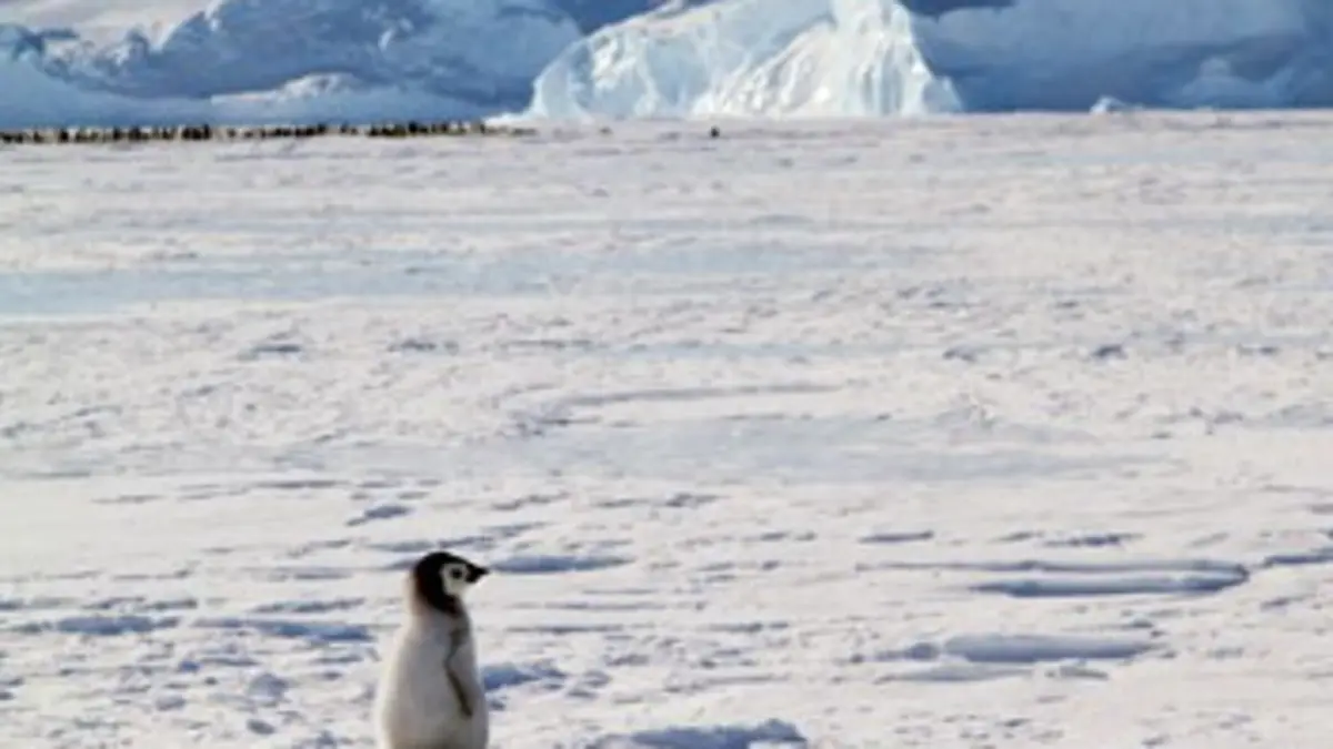 Au coeur du paradis blanc E01 L'empereur des glaces