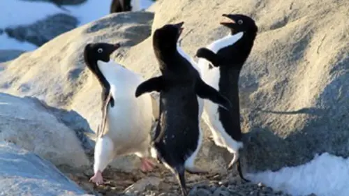 Au coeur du paradis blanc E02 Le chant des baleines