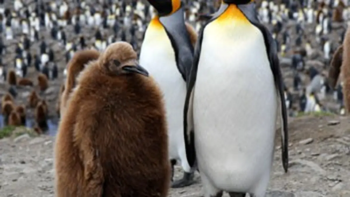 Au coeur du paradis blanc