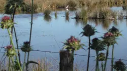 Au coeur du parc naturel régional Camargue