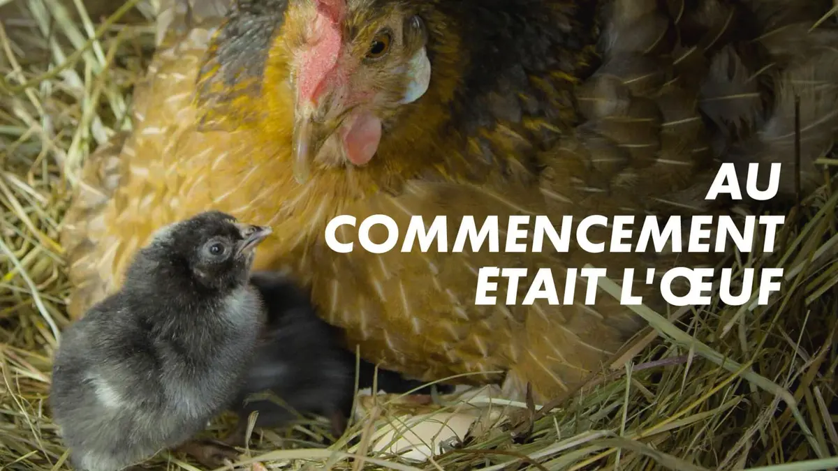 Au commencement était l'oeuf : les animaux ovipares
