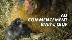 Visuel de Au commencement était l'oeuf : les animaux ovipares