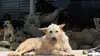 2019 • Au Costa Rica, un paradis pour les chiens abandonnés