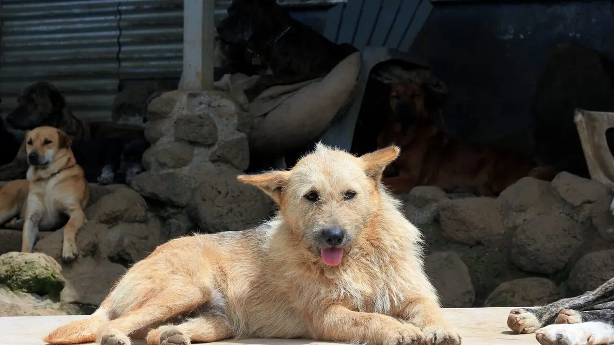 Au Costa Rica, un paradis pour les chiens abandonnés