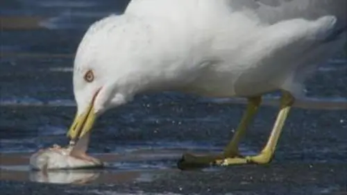 Au fil du Mississippi