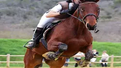 Au galop ! Les retrouvailles