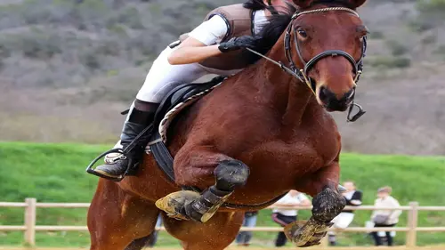 Au galop ! Les retrouvailles