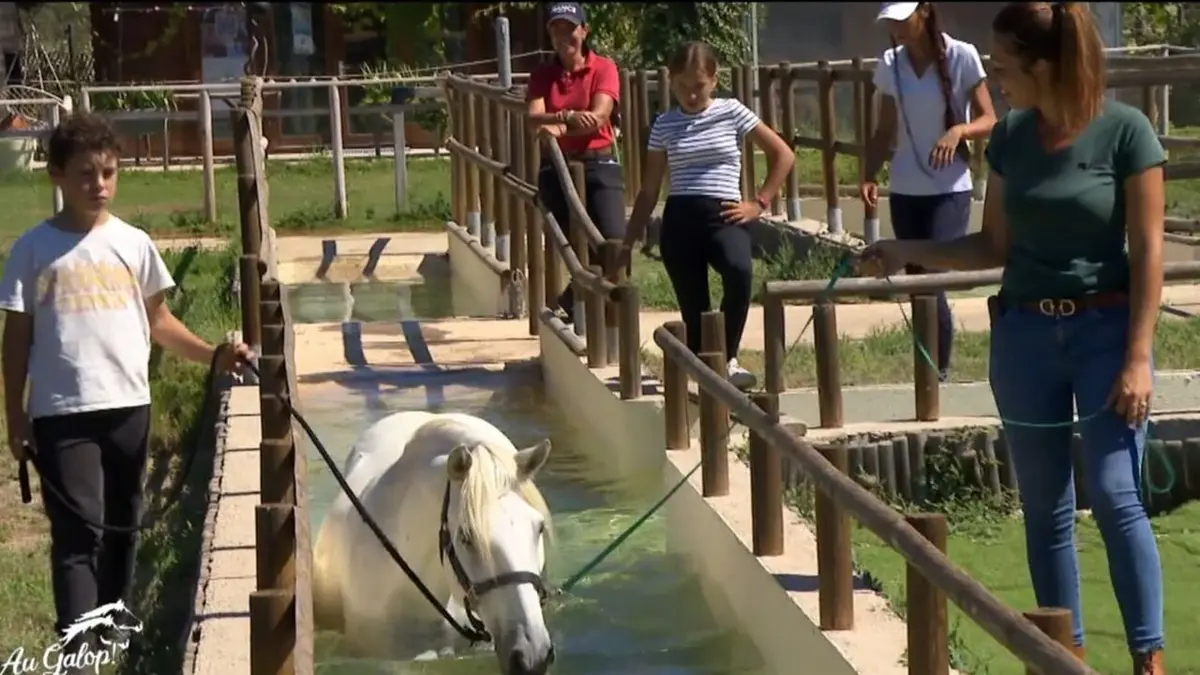 Au galop ! Le bien-être du cheval avant tout