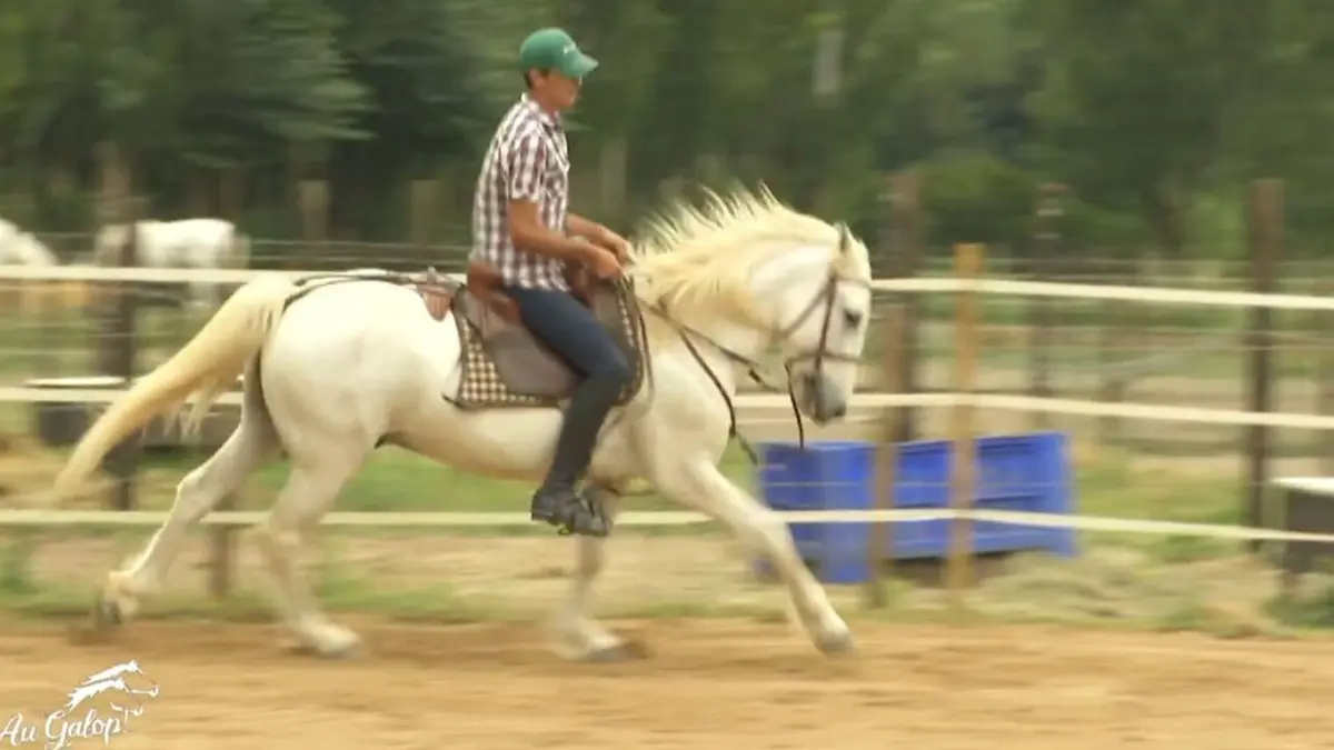 Au galop ! Un concours national pour les Camarguais