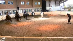 Au galop ! La voltige pour les nuls