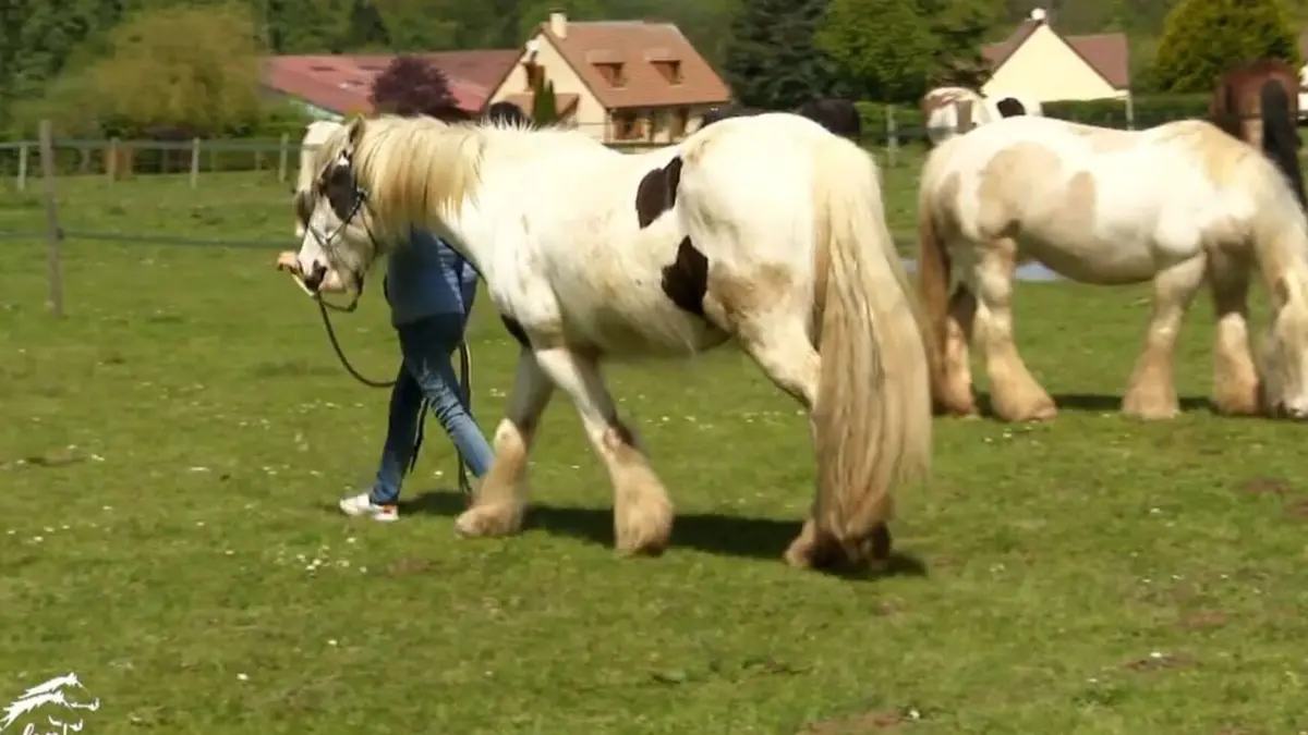 Au galop ! C'est la rentrée pour les poneys