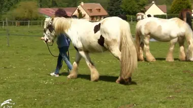 C'est la rentrée pour les poneys