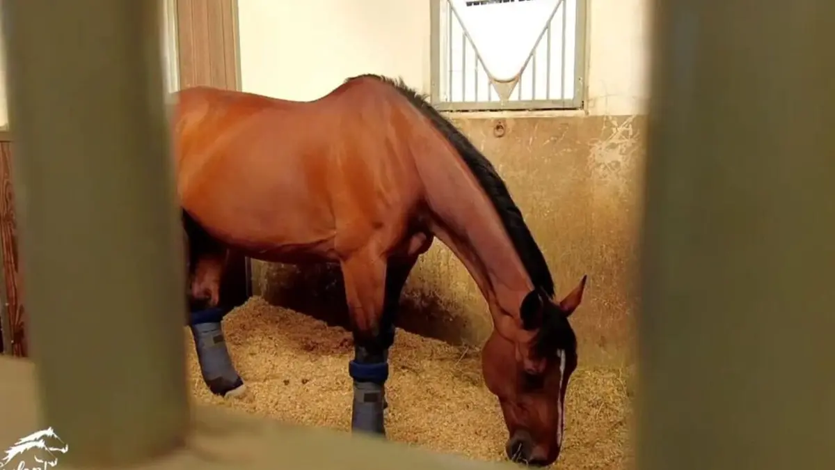 Au galop ! Des espoirs à Deauville