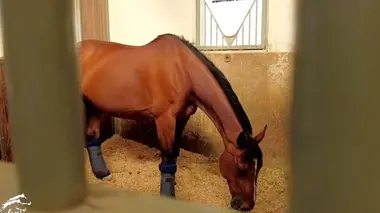 Des espoirs à Deauville