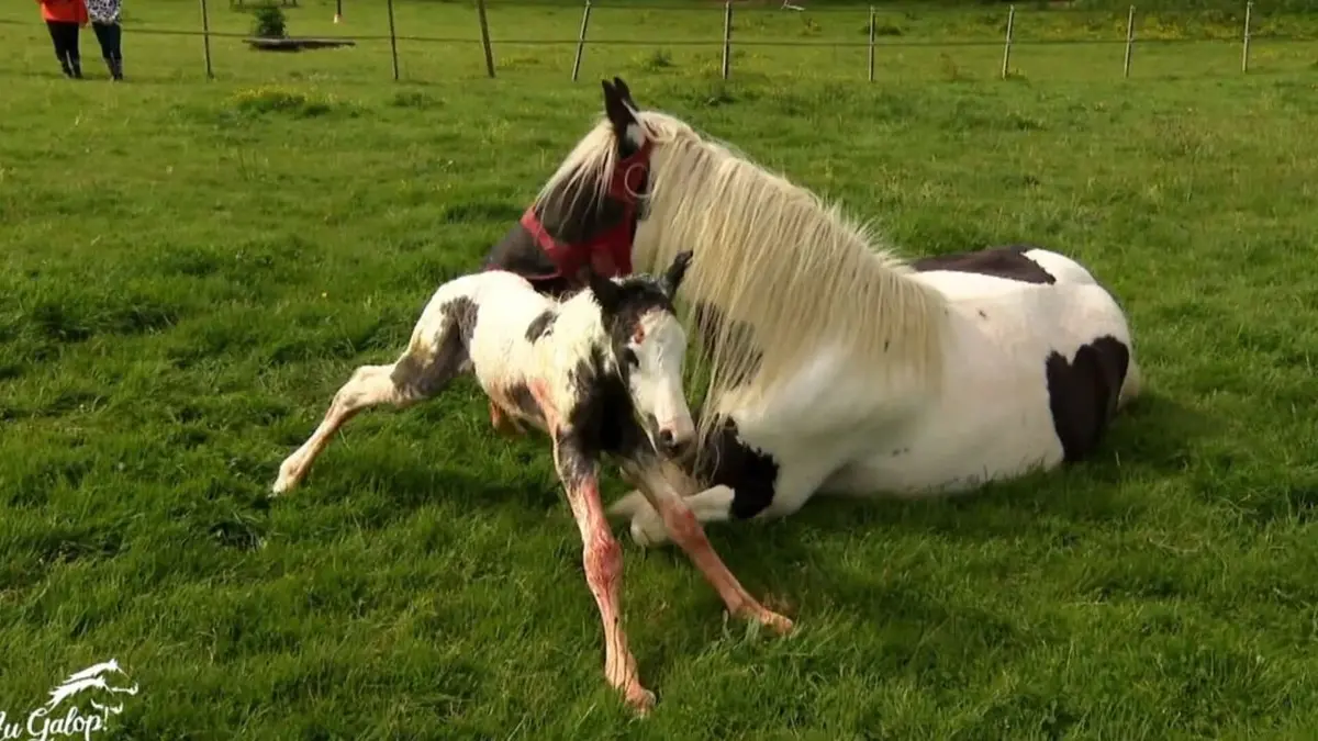 Au galop ! Une naissance à Firfol