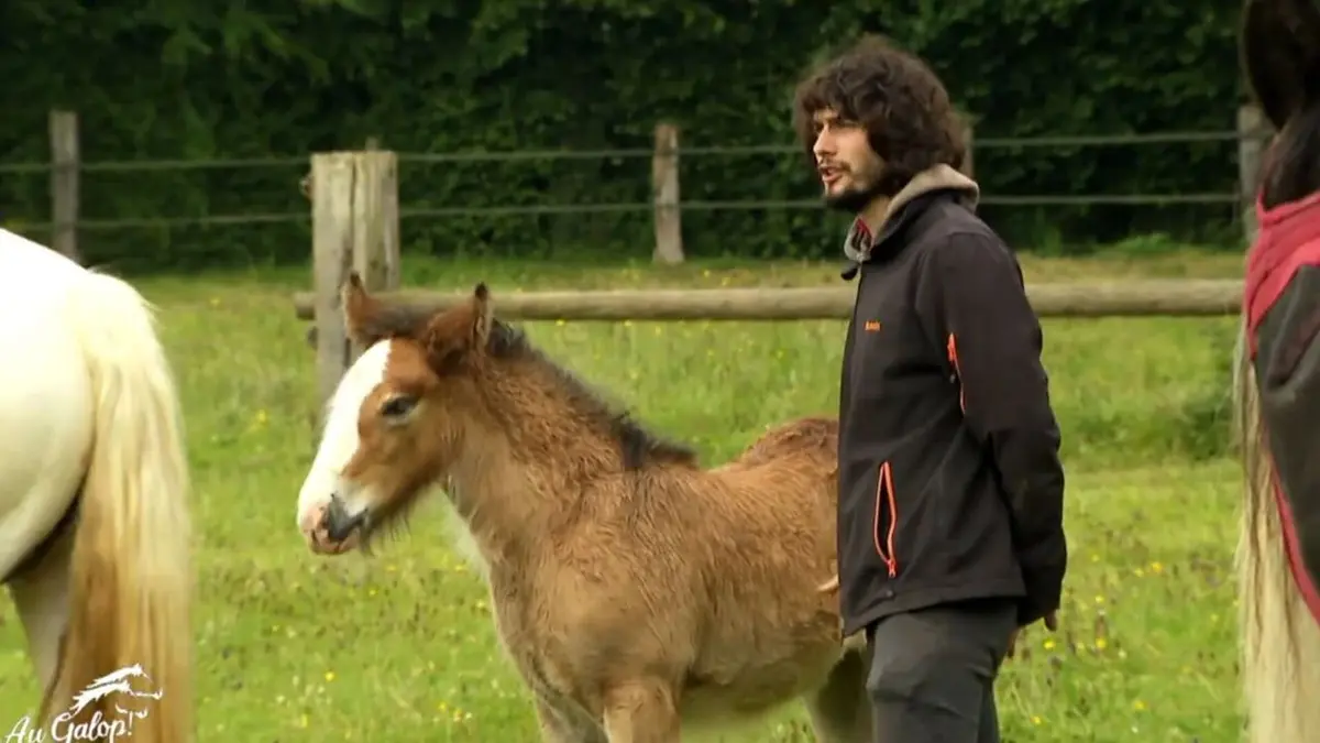 Au galop ! Un nom pour les poulains