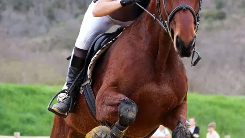 Au galop ! Une saison à cheval Une nouvelle discipline a deauville s2.8