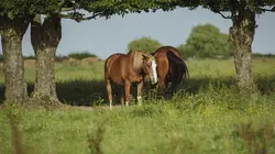 Au galop !