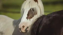 Au galop !