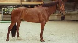 Au galop !