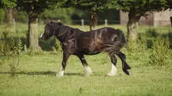 Au galop !