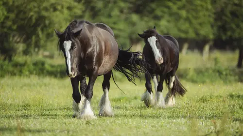 Au galop ! Une saison à cheval S03E15 En voiture !